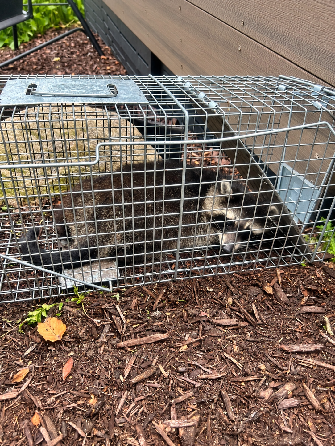 Raccoon safely contained during a removal service